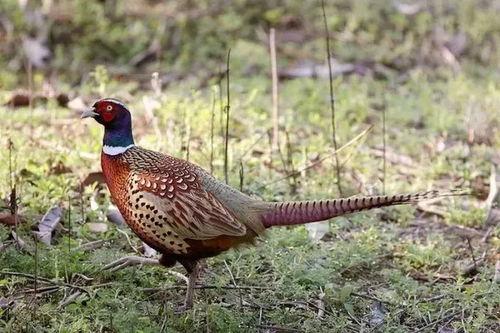 如何防止野鸡吃瓜,有效防止野鸡偷食瓜果的实用策略  第3张